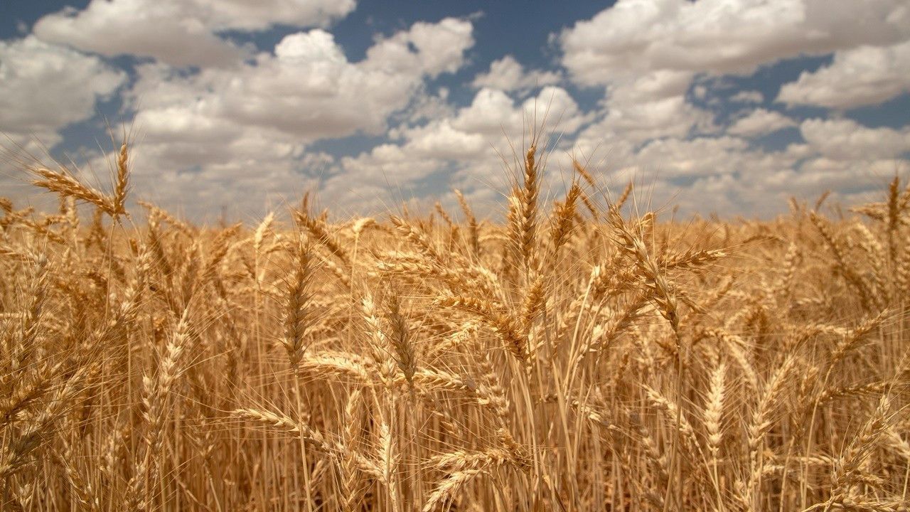 Buğday fiyatları Karadeniz arzına  yönelik yeni endişelerle yükseldi