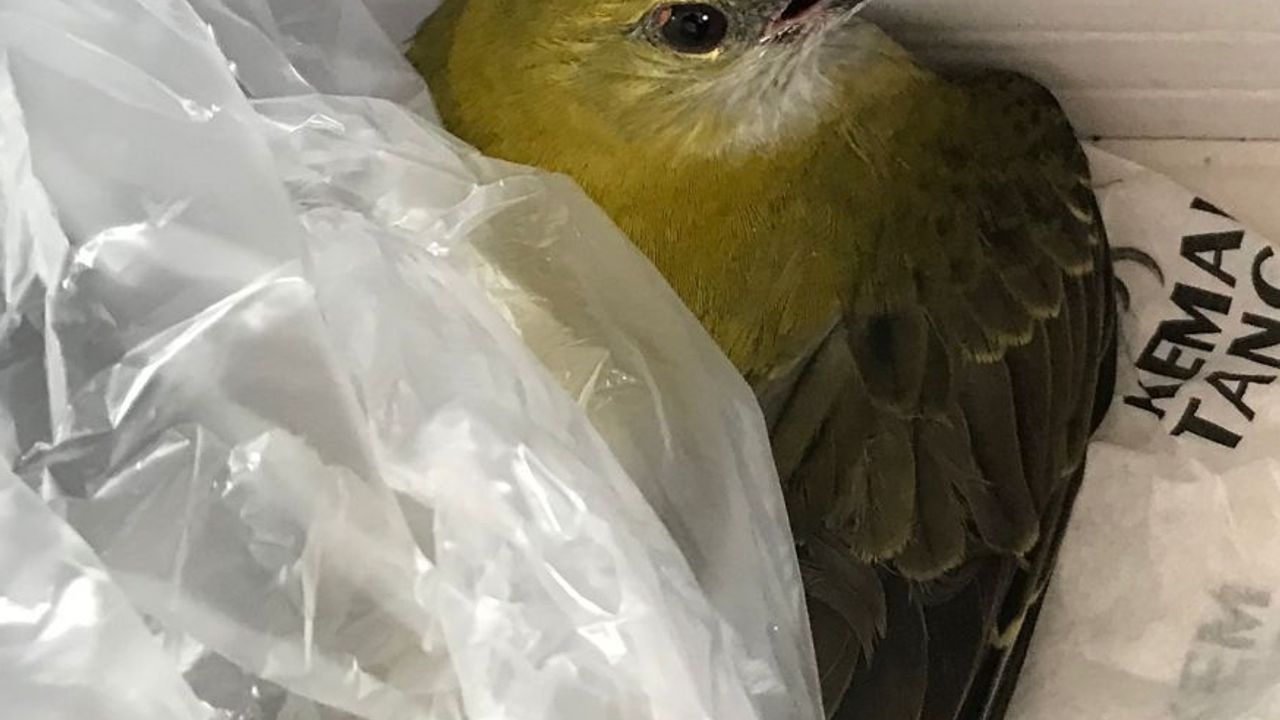 Yaralı halde bulunan sarıasma kuşu tedaviye alındı