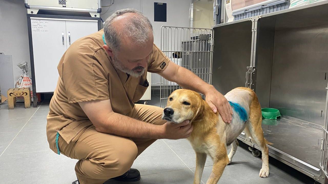 Zonguldak'ta baltayla yaralanan köpek tedaviye alındı