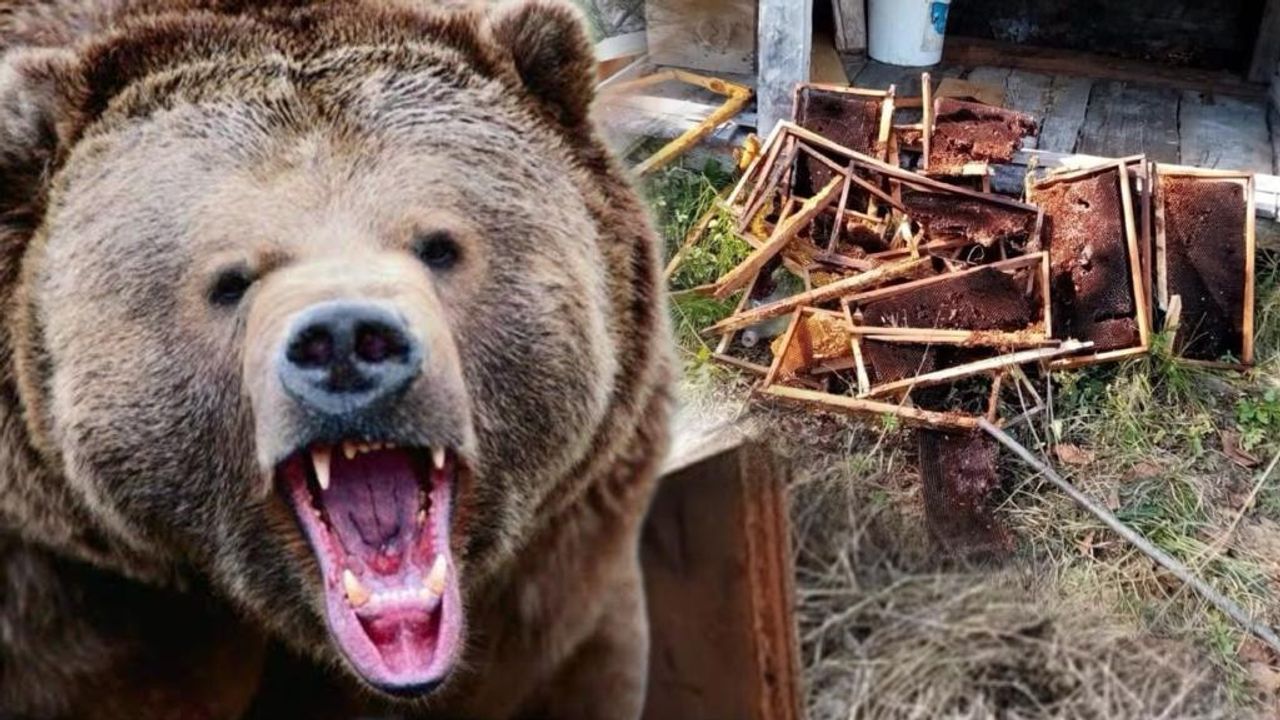 Vatandaşlardan yetkililere "aç ayıları doyurun" sitemi!
