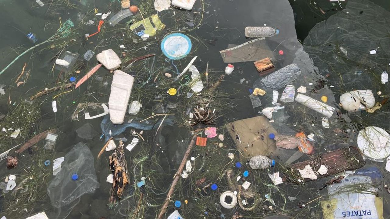 Deniz kustu Sinop sahili çöplerle doldu