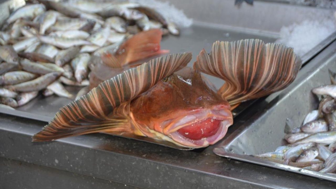 Sinop'ta dev kırlangıç balığı yakalandı