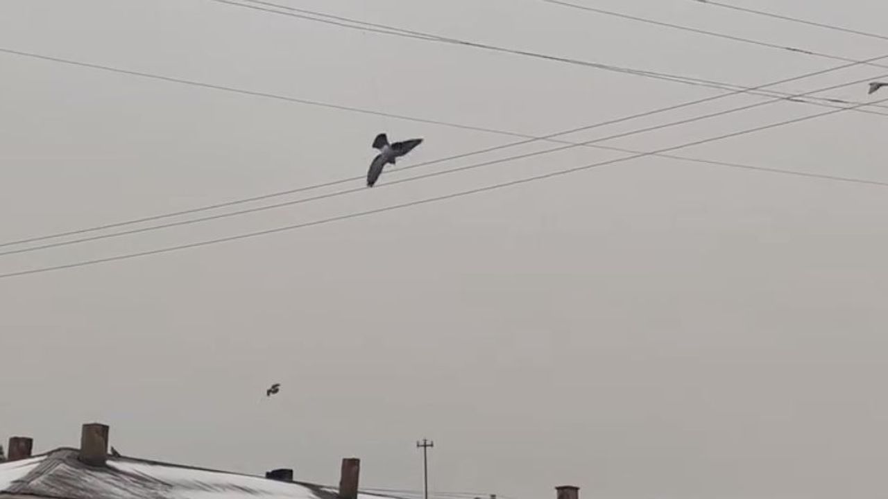 Kastamonu'da elektrik tellerine takılan güvercin kurtarıldı