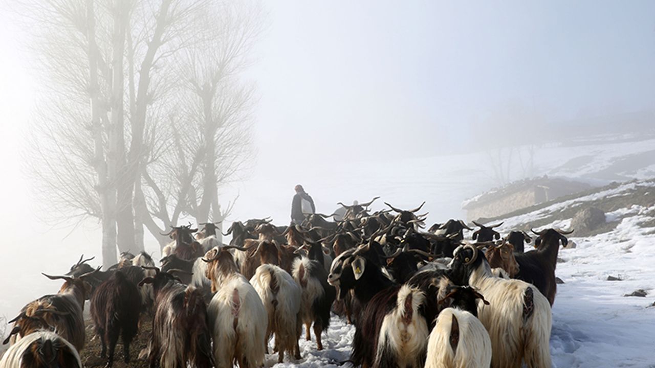 Depoladıkları yem bitti, karlı yolları aşarak sürüleri köye ulaştırdılar