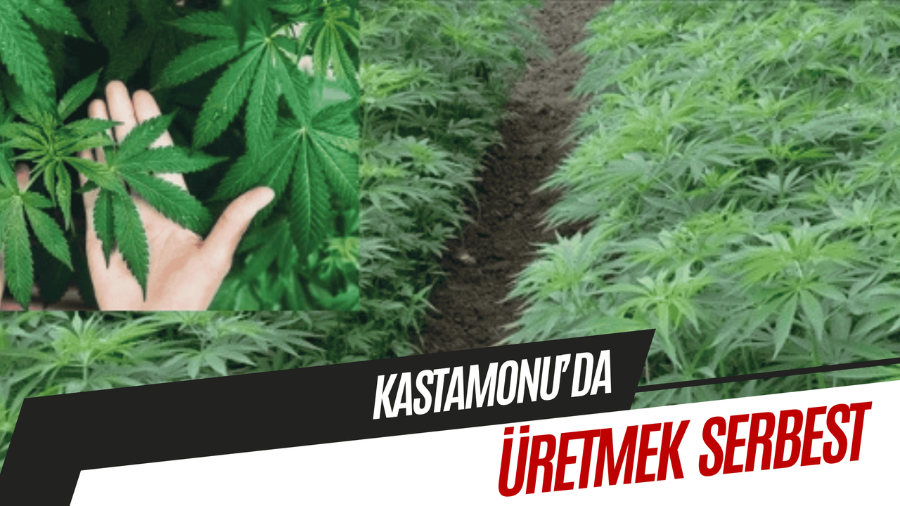 Kastamonu'da kenevir ekimine izin verildi!