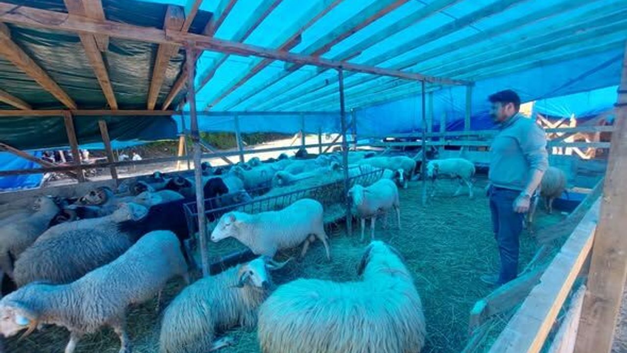 Kurbanlıklar görücüye çıktı, fiyatlar el yakıyor