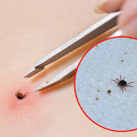 Asayiş