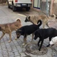 İlçeler