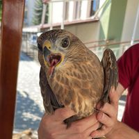 Gündem