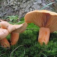 Ansiklopedi