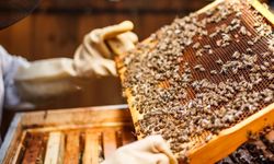 Kastamonu’da arıcılar kendi ana arılarını üretecek