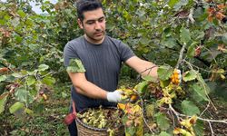 Fındık fiyatında hayal kırıklığı: "Piyasa zamanla rayına oturacak"