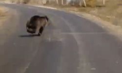 Ana yoldaki ayı kaçtı, sürücü takip etti