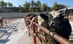 Canlı Hayvan Pazarı yeniden AÇILDI