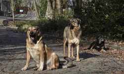 AK Parti başıboş sokak köpekleri için kanun teklifi sunacak