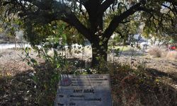 Kastamonu'da 500 yıllık Anıt Ağacın içler acısı durumu