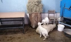 Zonguldak'ta düğünde gelin ve damada takı yerine koyun hediye edildi