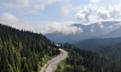 Kastamonu ormanları vasfını yitiriyor