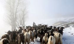 Depoladıkları yem bitti, karlı yolları aşarak sürüleri köye ulaştırdılar