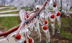 Kastamonu'da zirai don tehlikesi!