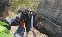 Kastamonu'da yaramaz köpeğin yardımına belediye koştu