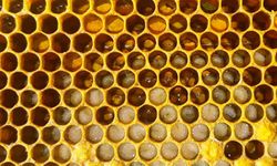 TÜSEB'den 'Arıların Muzicesi'ne 150 bin lira destek