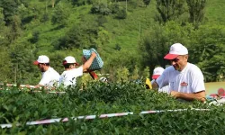 ÇAYKUR'un 1072 mevsimlik işçi başvuruları başladı