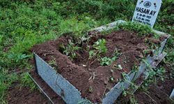 Kastamonu'da yabani hayvanlar mezarlıklara dadandı