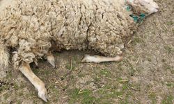 Taşköprü'de kurt köye indi, 20 koyunu telef etti!