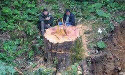 Bin 183 yaşındaki porsuk ağacı dere ıslağına kurban gitti