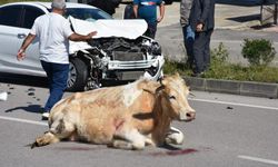 Yola çıkan inek kazaya neden oldu