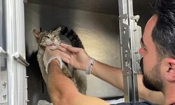 Sokak kedisi tedavisi için veterinere gitti