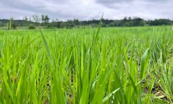 Kastamonu’da yetişen 12 Bin yıllık siyez buğdayı canlanıyor