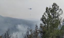 GÜNCELLEME - Sinop'ta çıkan orman yangını kontrol altına alındı