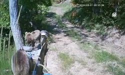 Kastamonu'da ayı yavruları oluktan akan suyla oynayıp serinledi