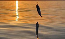 Küçük ölçekli balıkçılık destekleri için başvurular başladı