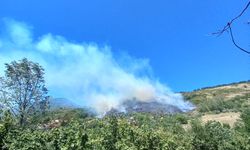 SONDAKİKA: Cide’de orman yangını paniği