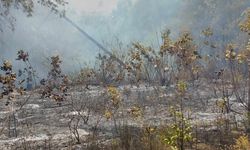 Sinop'ta çıkan orman yangını kontrol altına alındı