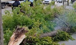 Kastamonu'da şiddetli fırtına ağacı devirdi!