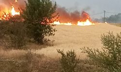 Kastamonu'da ekili alanda çıkan yangın söndürüldü