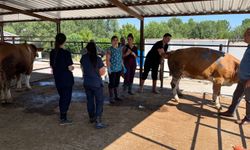 Veteriner adaylarına Kastamonu'da pratik eğitim…