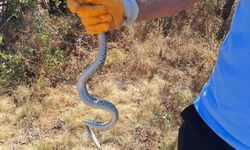 Çorum'da arkeolojik kazı alanındaki küpün içine giren yılanı itfaiye ekipleri çıkardı