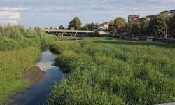 Zonguldak'ta Alaplı çayı, kuraklıktan çayıra döndü