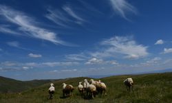 İsmine türküler yazılan 'Ilgaz Dağı' önemli geçim kaynağı