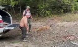 Tedavisi tamamlandı, doğal ortamına salındı