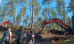 Kastamonu ormanlarında ‘doğal gençleştirme’ çalışması