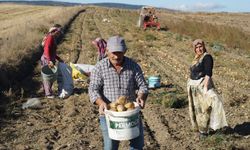 Kastamonu'da patates üretimi rekor kırdı