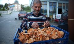 Kastamonu'nun mantarları Avrupa sofralarına lezzet katıyor