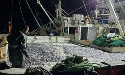 Hamsi Kastamonu'yu sevdi, bereketi yüz güldürdü