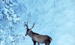 Kastamonu'da görüntülenen geyiğin zarafeti izleyenleri mest etti